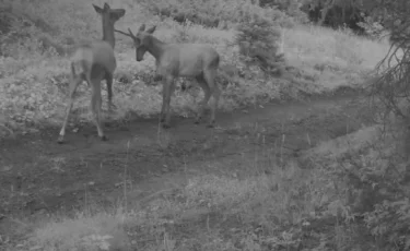 Алматы облысында маралдар фототұзаққа ілікті