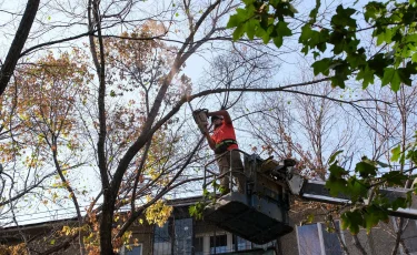 Алматыдағы Әуезов ауданында қураған бұтақтарды кесіп жатыр