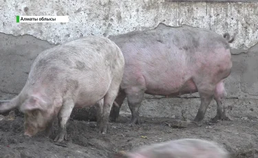 Настоящий свинарник: сельчане устали жить в зловонном кошмаре