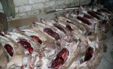 Қызылорда облысында киік атқандар ұсталды