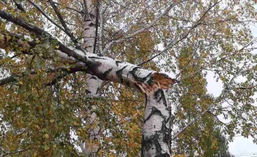 Сколько аварийных деревьев вырубят в Бостандыкском районе