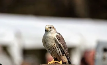 Жамбыл облысынан 9 ителгіні шетелге алып өтпек болғандар ұсталды