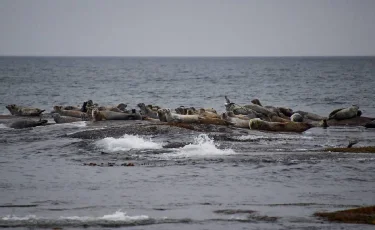 Для исследования Каспийского моря в Казахстане появится научный институт