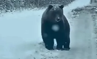 Гуляющего по дороге медведя засняли на видео в ВКО