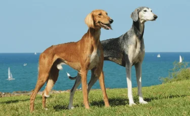 Казахские породы собак будут под охраной государства