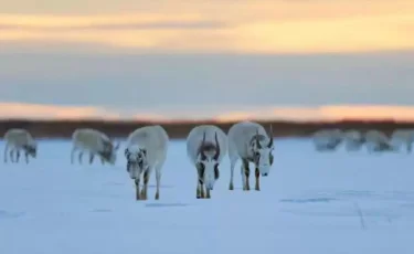 Киіктерді тәлімбақта өсірудің қандай пайдасы бар