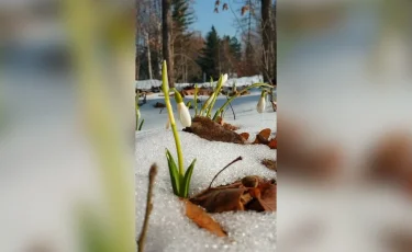 Зима уходит: в Алматы зацвели подснежники