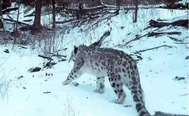 Жетісу Алатауында қар барысы мен арқарлар видеоға түсіп қалды