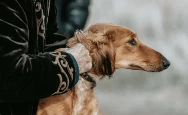 Тазы мен төбет: қазақы ит тұқымының стандарты бекітілді