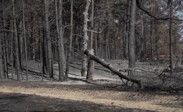 Абай облысындағы өрт кезінде көз жұмған тракторшыға қандай көмек көрсетіледі