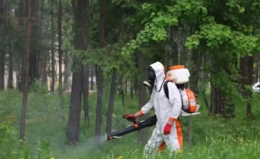 Ағаш қандаласы: мегаполисте өңдеу жұмыстары қалай жүргізіліп жатыр