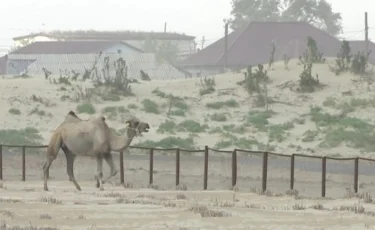  Сексеуіл егіп, оны қараусыз қалдырған мердігерге көпшілік наразы