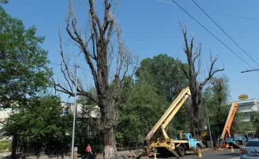 Алматыда қандай ағаштар кесілуі керек