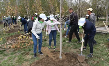 Алматыда ағаш отырғызу бас жоспардан тыс және ретсіз болатын - сарапшы