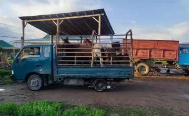 Қарағанды облысында мал ұрлығының алдын алу үшін 17 бекет ашылды