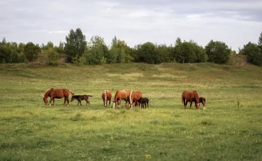 Полиция қызметі соғым маусымында малға сақ болуға шақырады 