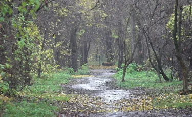 Баум тоғайында жаңарту жұмыстары жүргізіліп жатыр