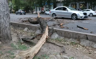 Экология басқармасы құлаған ағаш бойынша түсінік берді  