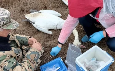 Десятки мертвых лебедей обнаружены на берегу озера Караколь