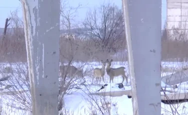 СҚО-да Сібір еліктері неге көбейіп кетті