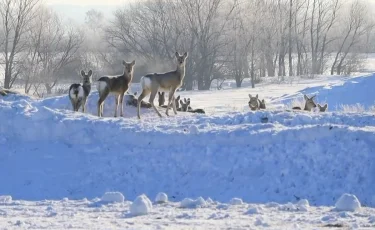 Миграция косуль из России: с какими трудностями столкнулись хозяйства в СКО