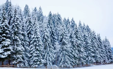 Морозы до -24°C, метель и снег: прогноз погоды на 28 февраля