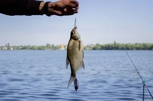 В рыбе из Актюбинского моря стало больше паразитов