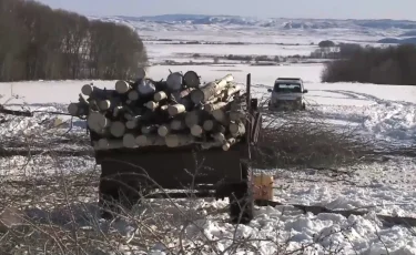 ШҚО-да орман шаруашылығы басшылары жеке кәсіп иелерін алдап, жұмысқа тартқан