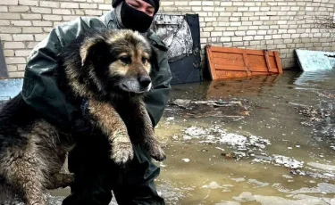 Алматинские спасатели поделились кадрами эвакуации домашних животных