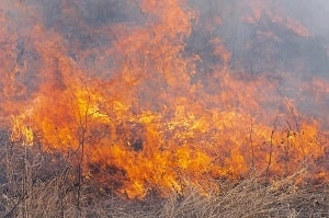 Атырау облысында 250 тоннаға жуық шөп өртеніп кетті