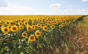 Жара до +36°C, дождь и ветер: прогноз погоды на 6 июня