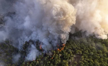 Абай облысындағы орман өртіне күдіктілер ұсталды 