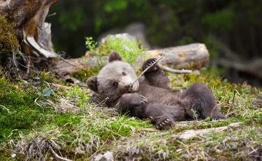 Алматы зообағы Гималай қонжықтарына қандай ат қойды