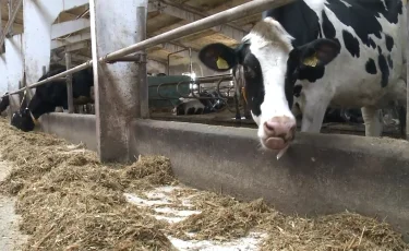 Отравление или вирус: в Актюбинской области массово гибнет домашний скот