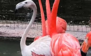 Свой среди чужих: в зоопарке Алматы рассказали о судьбе фламинго из Актау