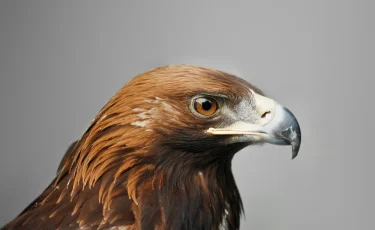 Алматыда құсбегілердің «Қыран-2019» республикалық турнирі өтті