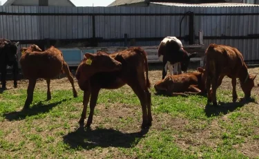 Алматыда әлеуметтік ет дүкендерінің саны артады