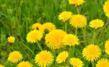 Необычный совет: нутрициолог рекомендует есть одуванчики