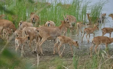 Охота на сайгаков: минэкологии рассматривает вопрос уменьшения популяции