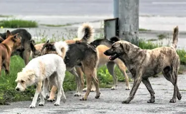 В Алматы запланировано чипирование 15 000 домашних животных