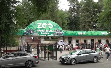 В зоопарке Алматы усыпили зебру