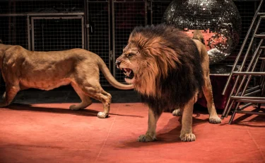 Где живет первая казахстанская укротительница львов