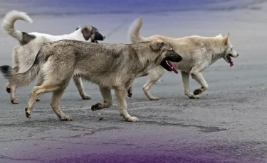 Друзья человека: в Шымкенте на стерилизацию бездомных животных выделят 140 млн