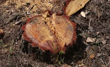 Мамандар мектеп ауласында заңсыз ағаш кесілгенін растады