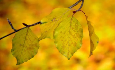 Пожелтели деревья: в СКО произошла утечка опасных ядохимикатов