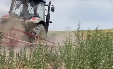 Потеряли покой: фермеры Акмолинской области просят Правительство решить вопрос с сайгой