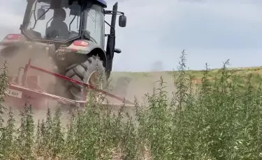 Потеряли покой: фермеры Акмолинской области просят Правительство решить вопрос с сайгой
