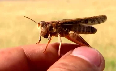 Қостанай облысына шегірткелерді улау үшін дәрі жеткізілді