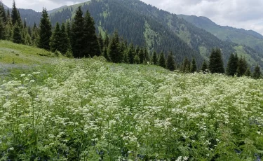 Тело пропавшего туриста, упавшего с вершины горы, нашли в Туркестанской области