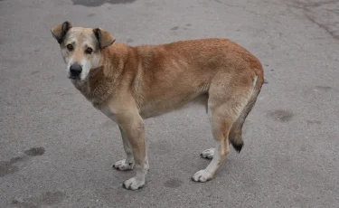 Қыркүйекте үй жануарларын тегін зарарсыздандыру бағдарламасы басталады